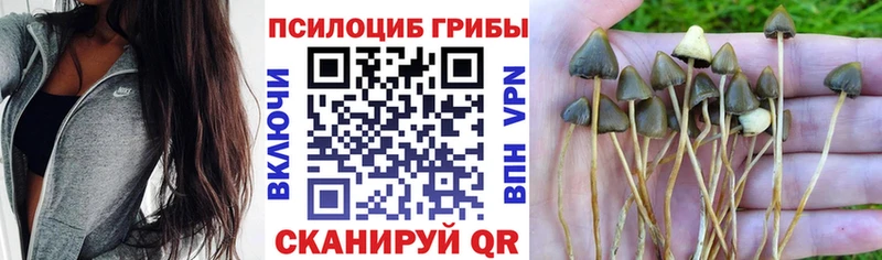 hydra ONION  Нестеров  Галлюциногенные грибы мицелий 